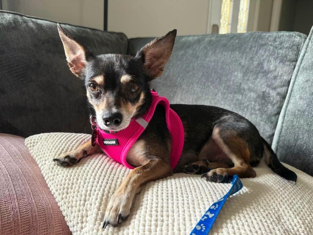 Tia, a Adoptable mixed breed in West Bloomfield, MI image 6/6