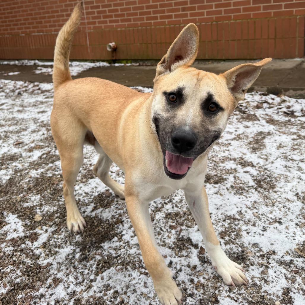 Enlarge Duck, a Adoptable mixed breed in Dayton, OH image 1/4