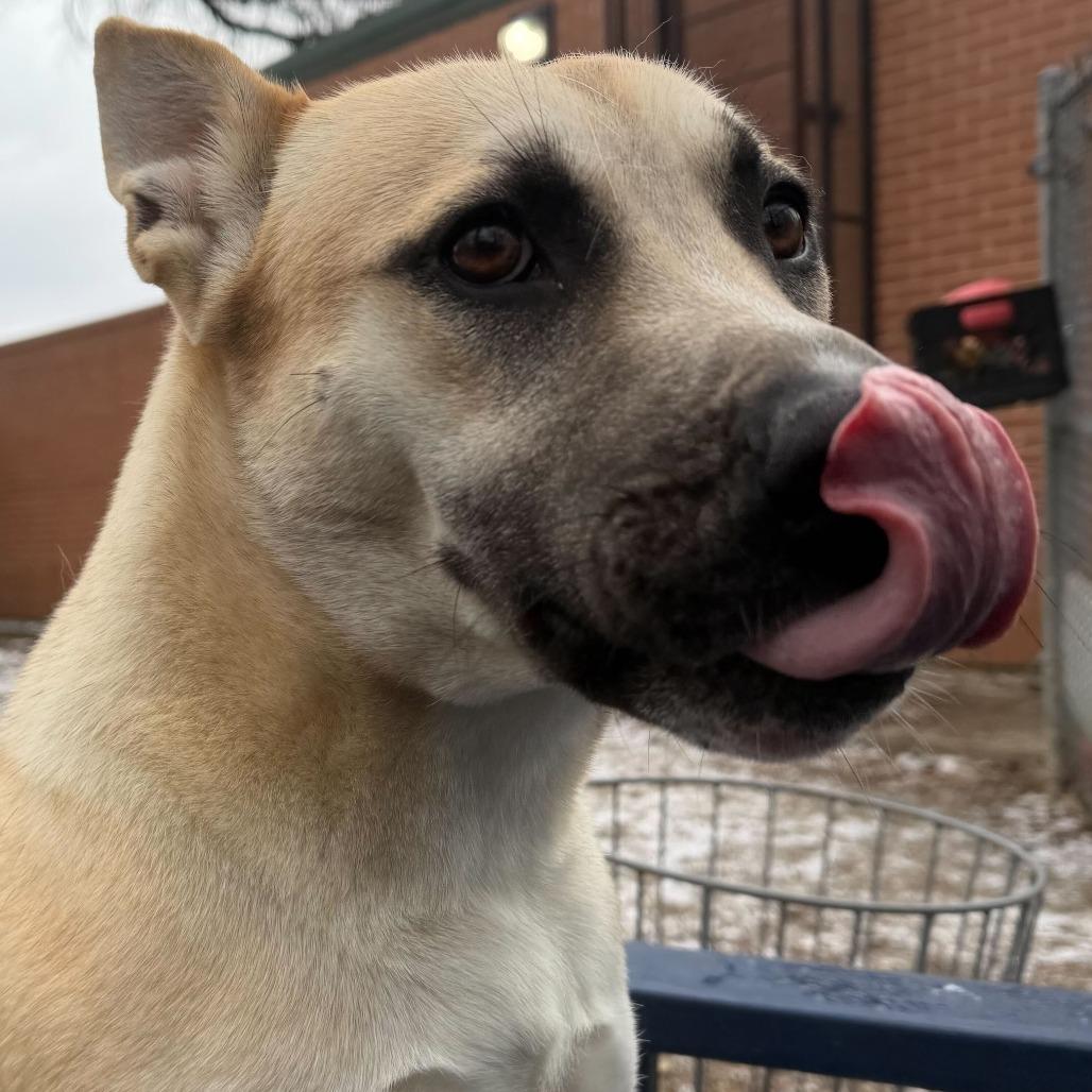 Enlarge Duck, a Adoptable mixed breed in Dayton, OH image 2/4