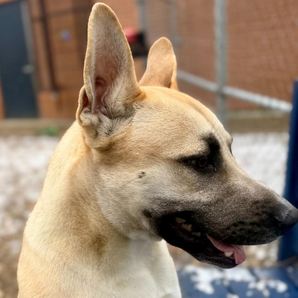 Enlarge Duck, a Adoptable mixed breed in Dayton, OH image 3/4