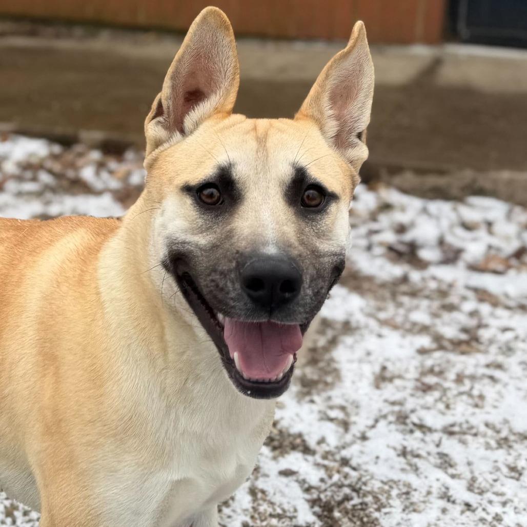 Enlarge Duck, a Adoptable mixed breed in Dayton, OH image 4/4