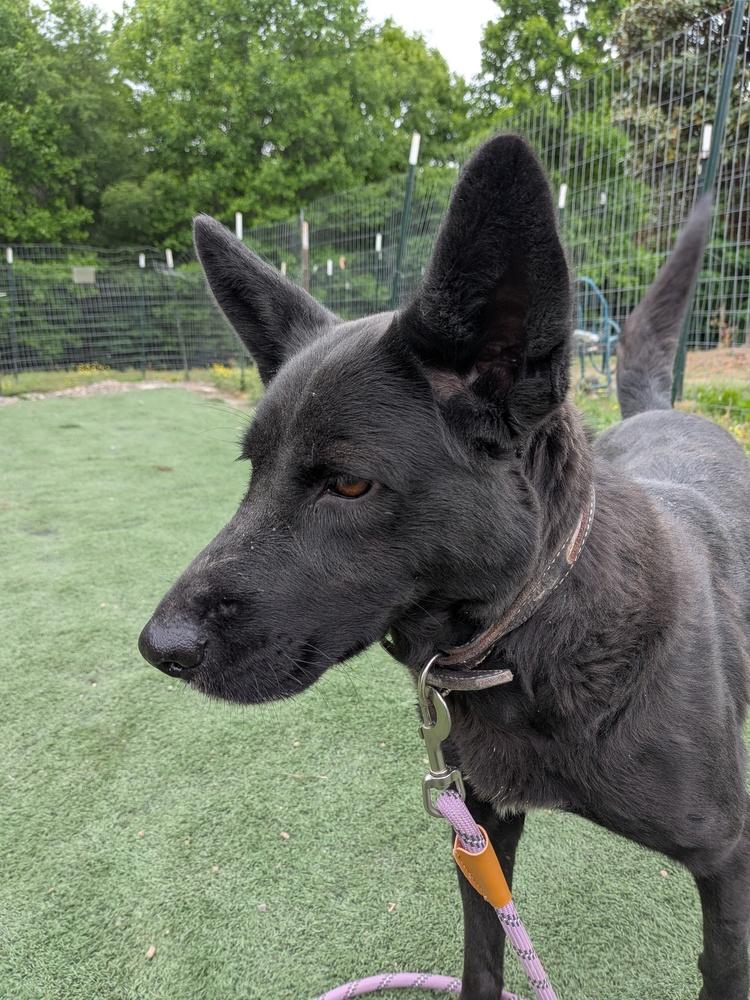 Rose, Adoptable, Adult Female Cattle Dog.