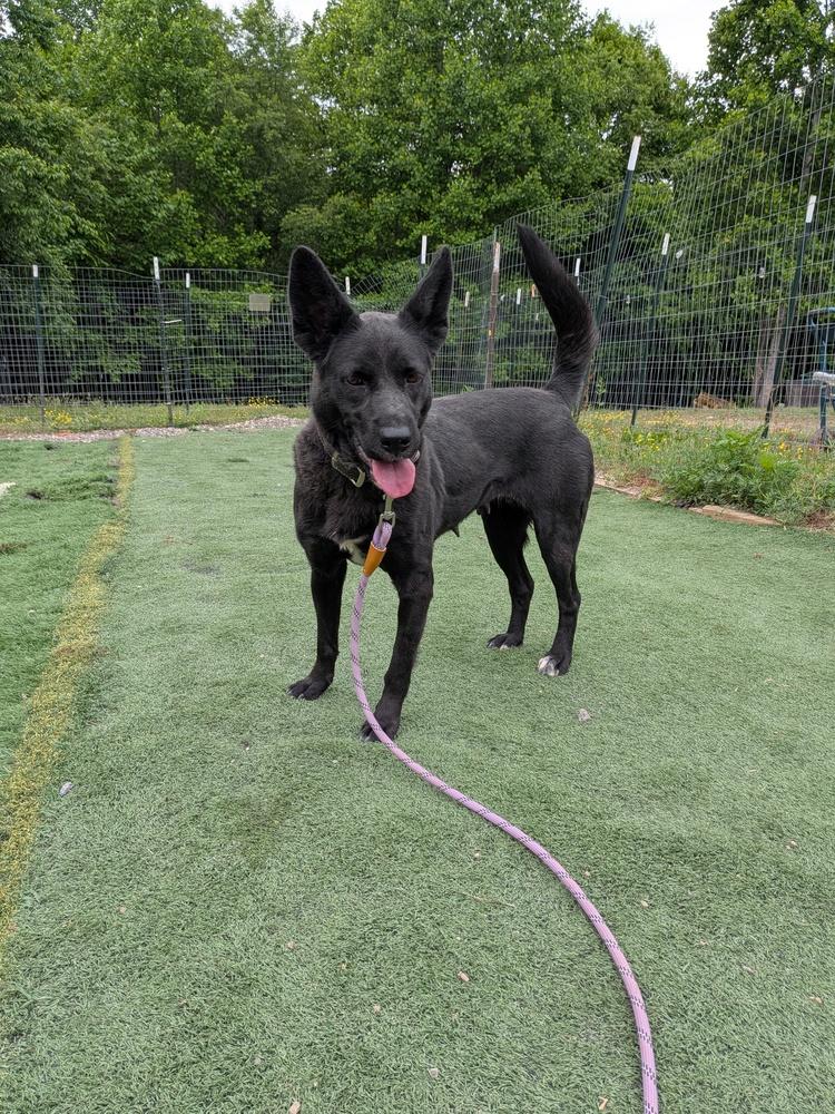 Enlarge Rose, a Adoptable mixed breed in Statesville, NC image 4/4