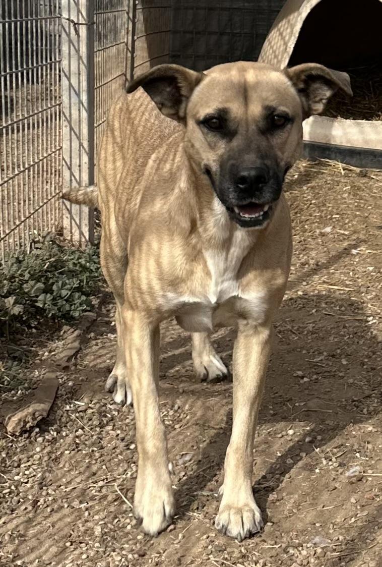 Dusti — thumbnail 2