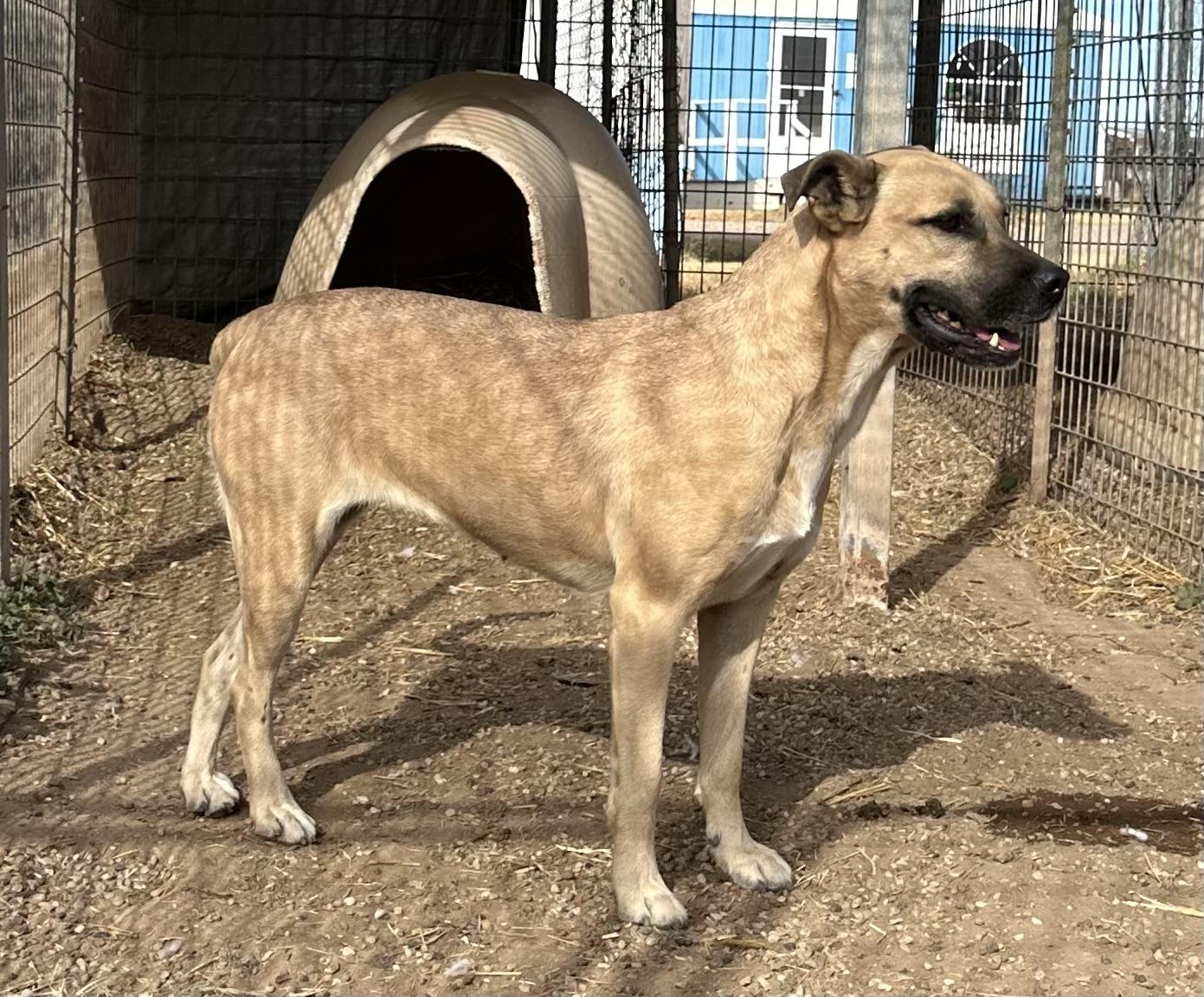 Dusti — thumbnail 4