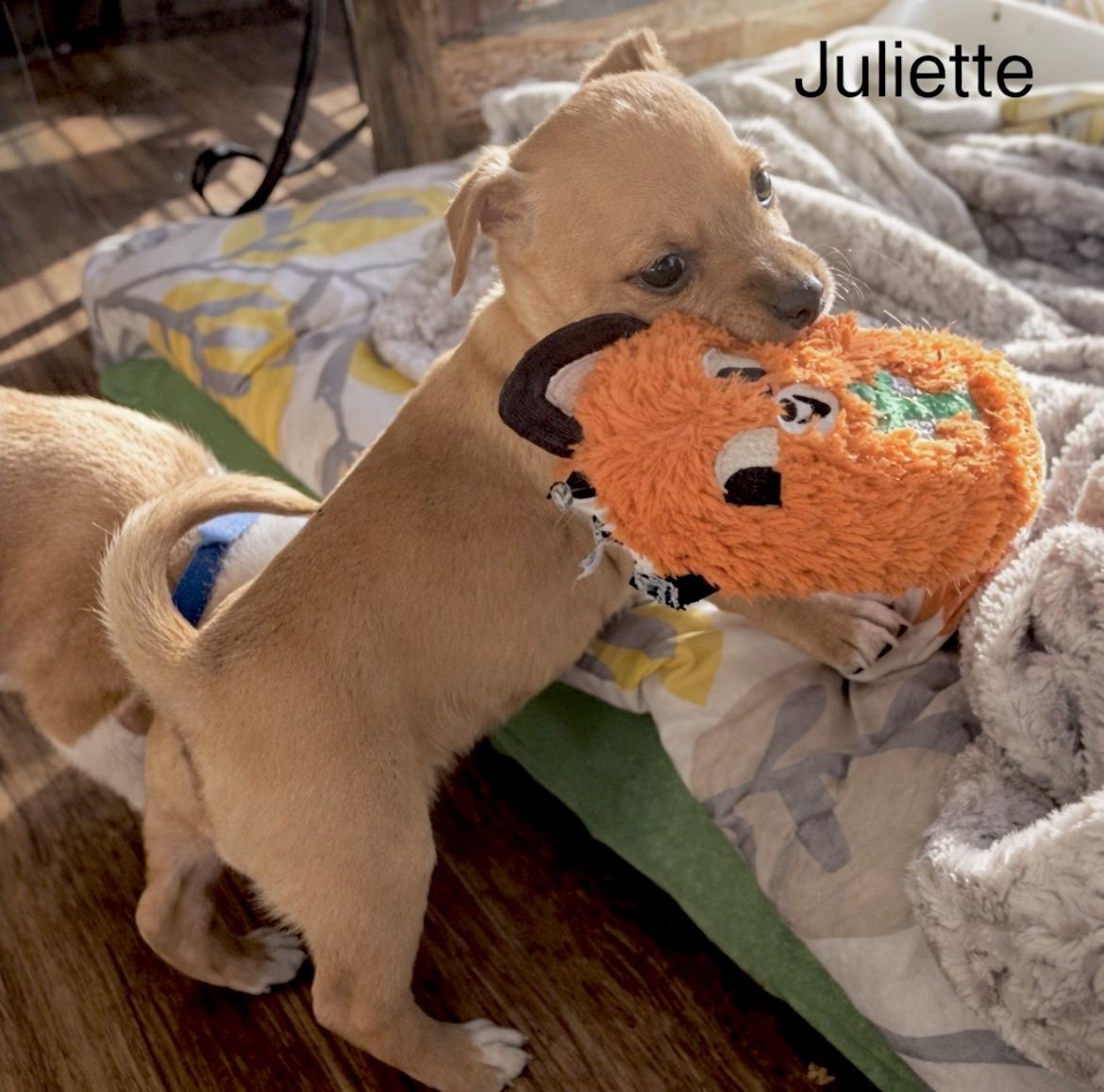 Enlarge Juliette, a Adoptable mixed breed in Millington, MD image 2/6