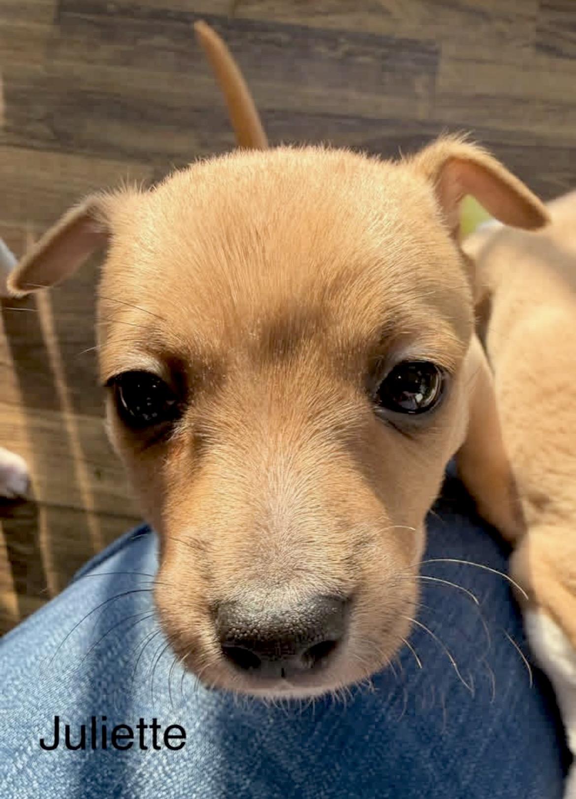 Enlarge Juliette, a Adoptable mixed breed in Millington, MD image 4/6