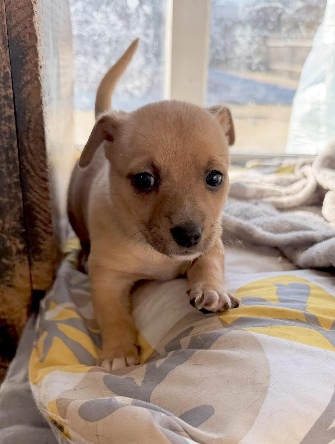 Juliette, Adoptable, Puppy Female Chihuahua.