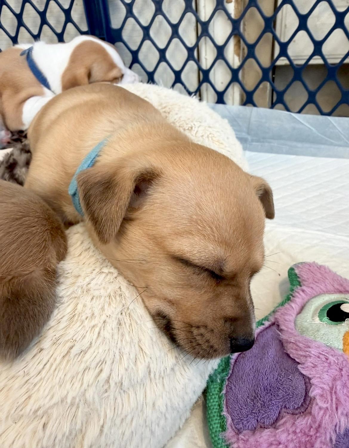 Enlarge Juliette, a Adoptable mixed breed in Millington, MD image 5/6