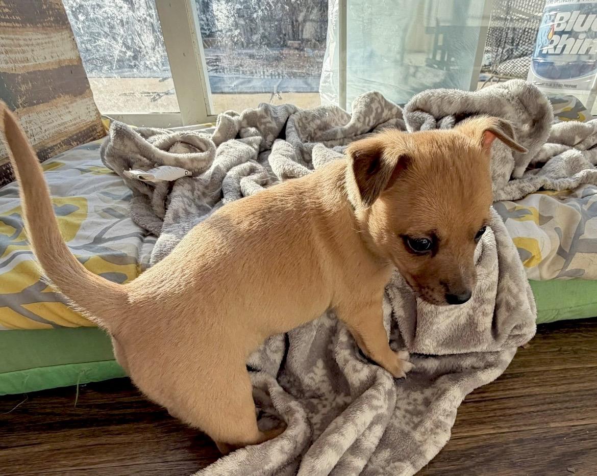 Enlarge Juliette, a Adoptable mixed breed in Millington, MD image 3/6