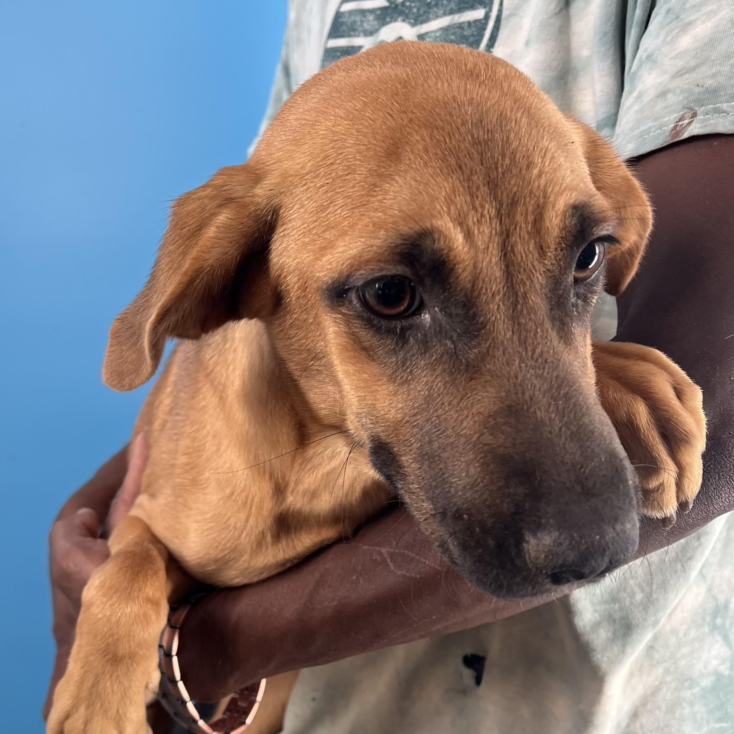 Carol  Local Nov thumbnail 6