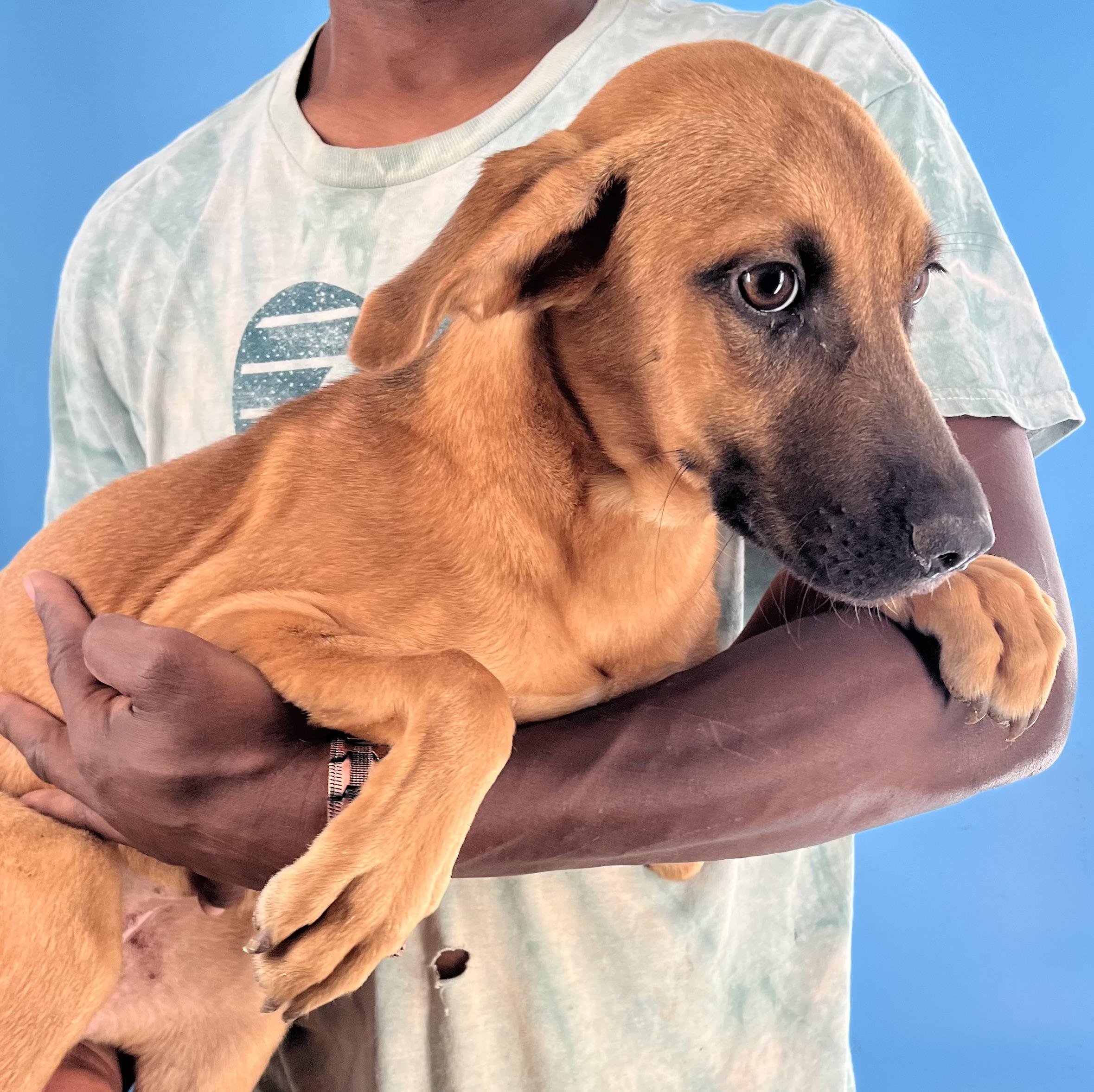 Carol  Local Nov thumbnail 3