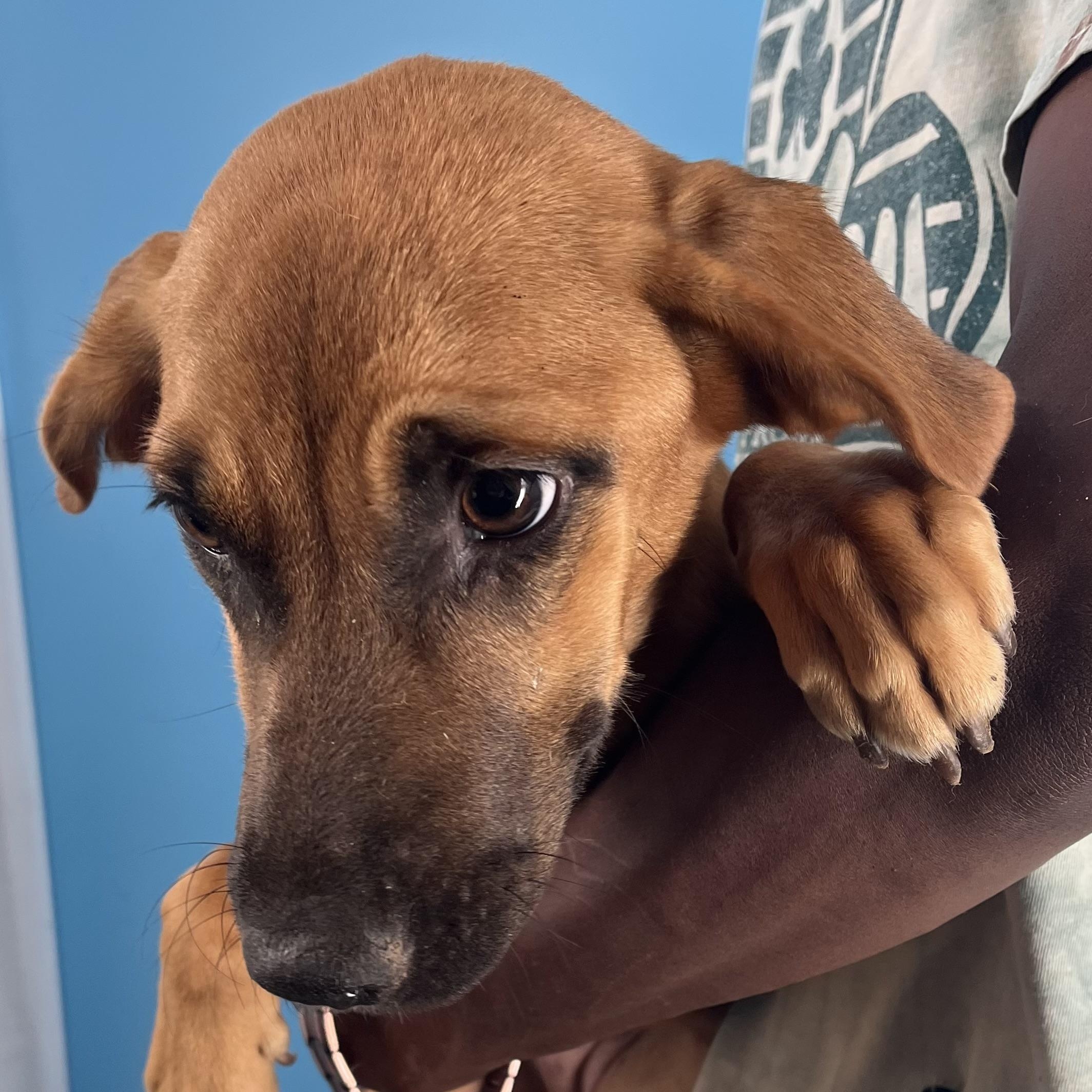 Carol  Local Nov thumbnail 4