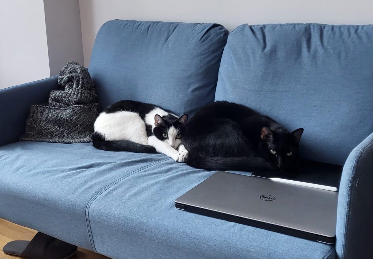 Enlarge Colby and Jack, a Adoptable Domestic Short Hair in Brooklyn, NY image 1/1