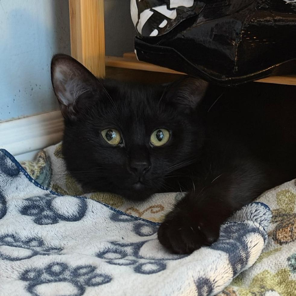 Kenzaki, Adoptable, Young Male Domestic Short Hair.