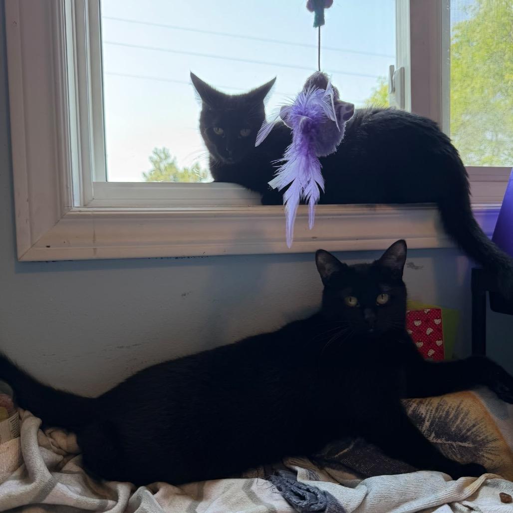 Enlarge Kenzaki, a Adoptable Domestic Short Hair in Puslinch, ON image 2/6