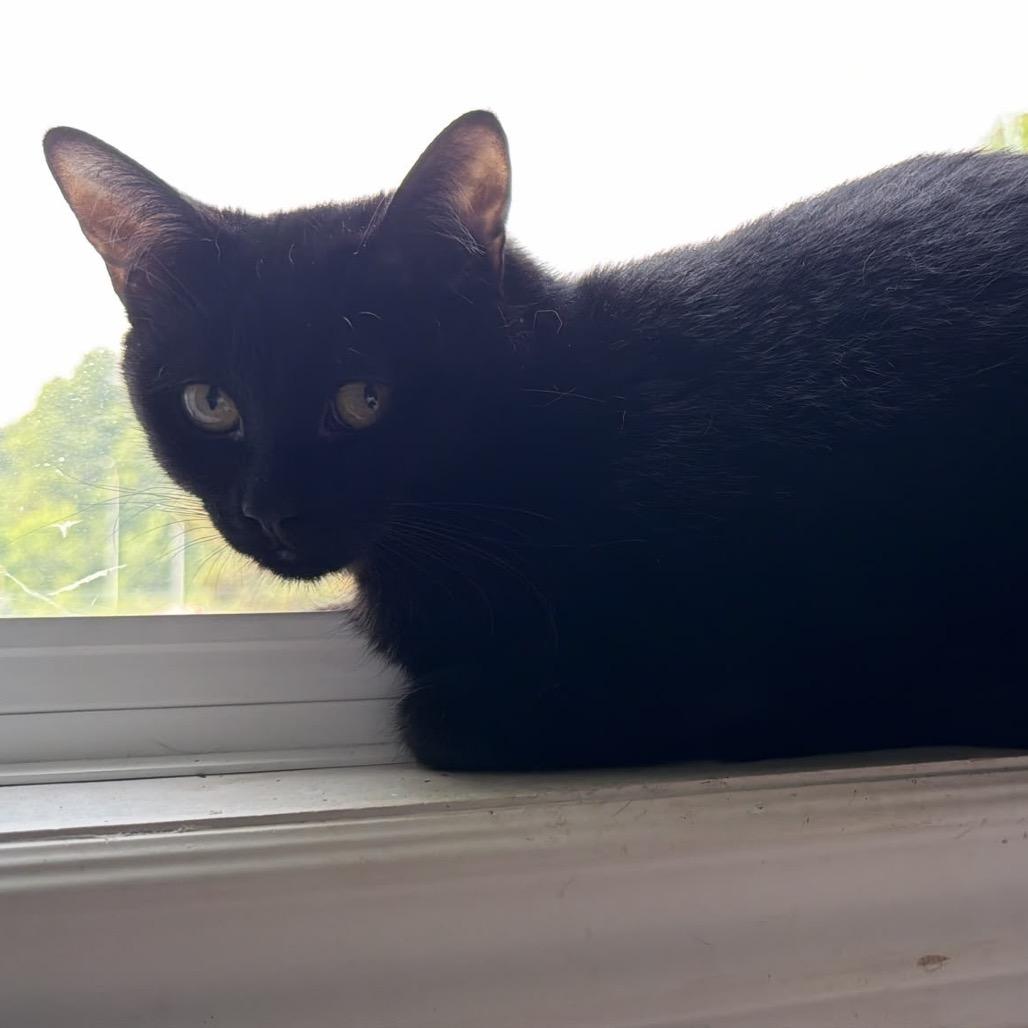 Enlarge Kenzaki, a Adoptable Domestic Short Hair in Puslinch, ON image 3/6