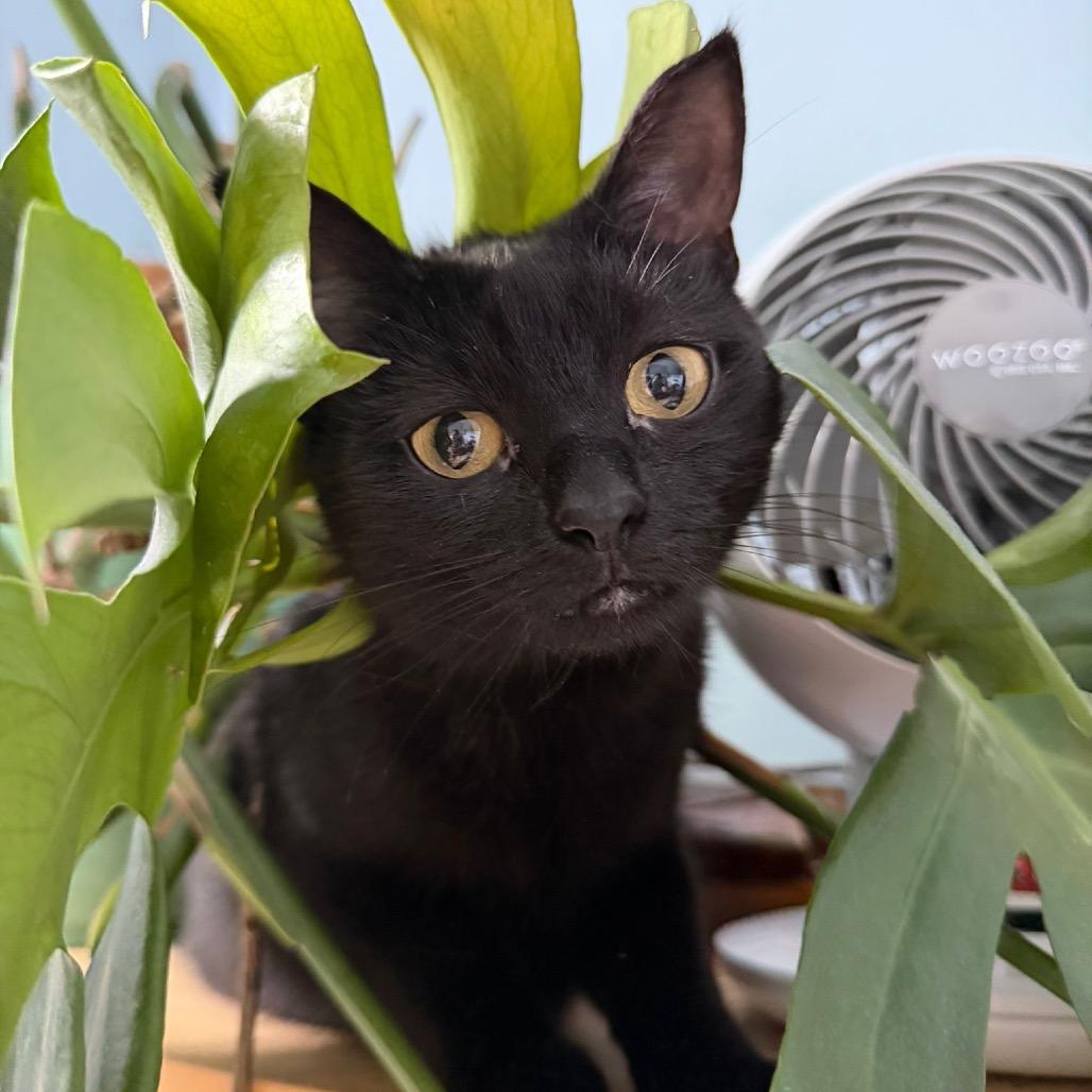 Enlarge Kenzaki, a Adoptable Domestic Short Hair in Puslinch, ON image 5/6