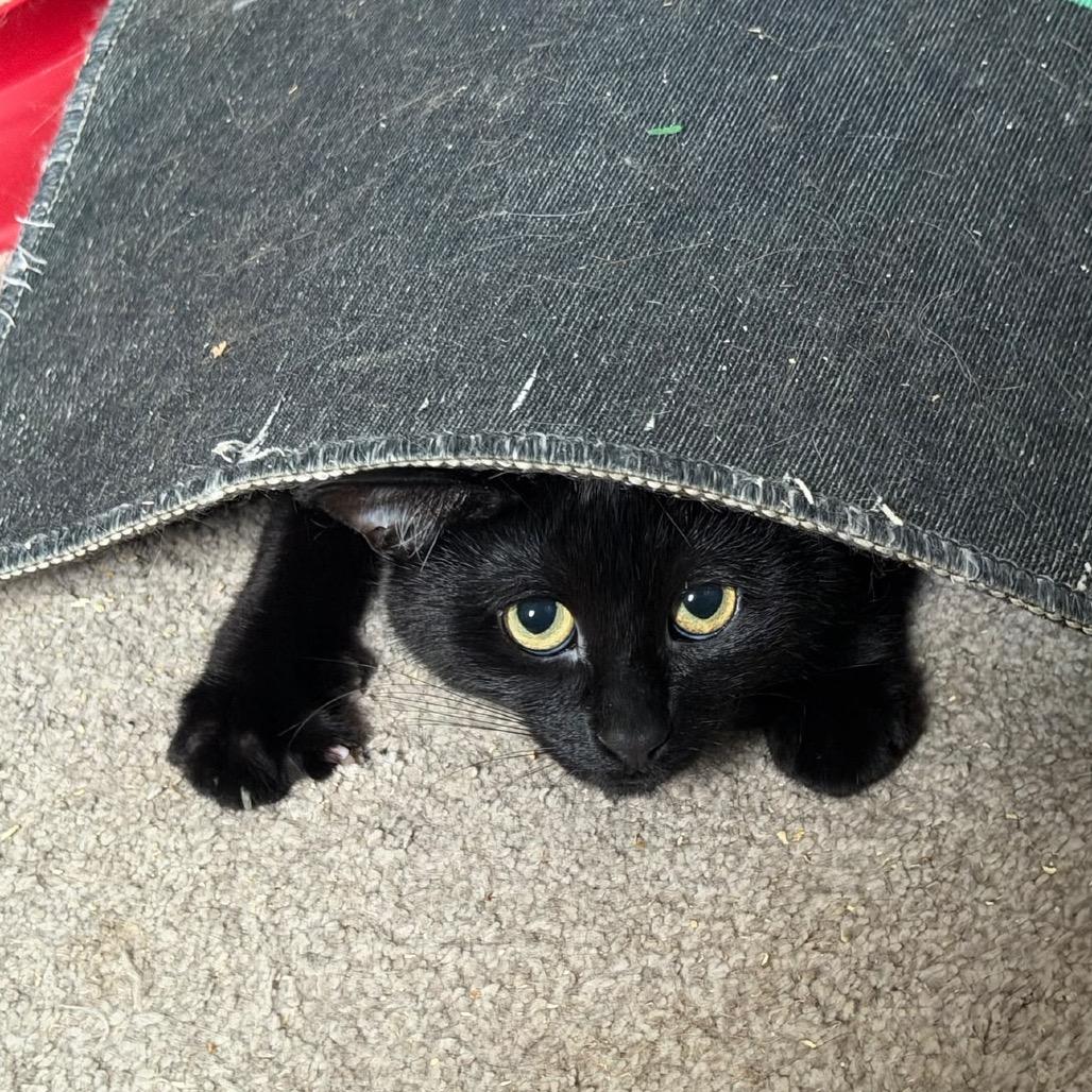 Enlarge Kenzaki, a Adoptable Domestic Short Hair in Puslinch, ON image 6/6