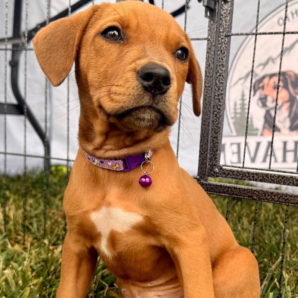 Enlarge Birdie, a Adopted mixed breed in Columbus, OH image 2/4
