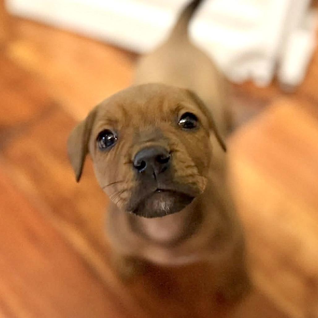 Enlarge Birdie, a Adopted mixed breed in Columbus, OH image 3/4