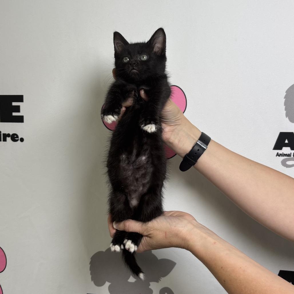 Enlarge Mighty, a Adoptable mixed breed in Milton, FL image 1/6