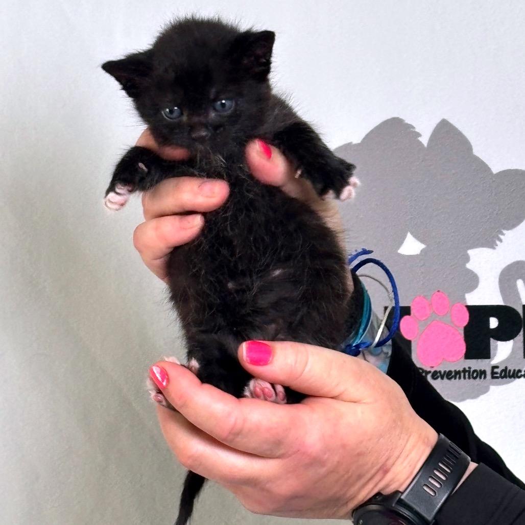 Mighty, Adoptable, Kitten Male American Shorthair.