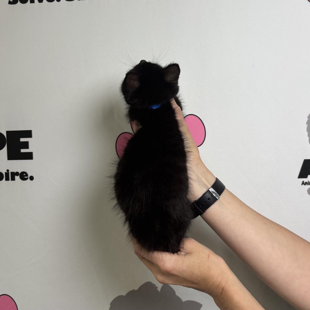 Enlarge Mighty, a Adoptable mixed breed in Milton, FL image 3/6