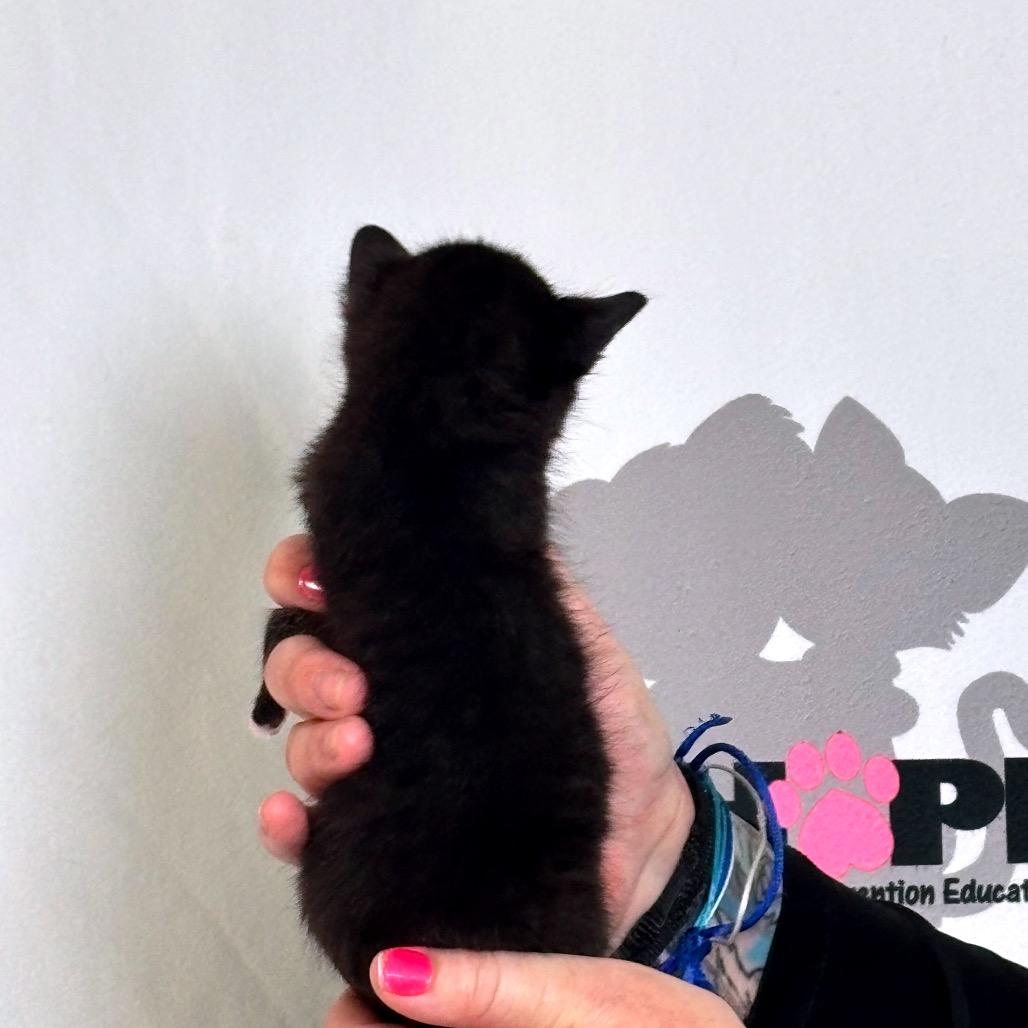 Enlarge Mighty, a Adoptable mixed breed in Milton, FL image 2/2