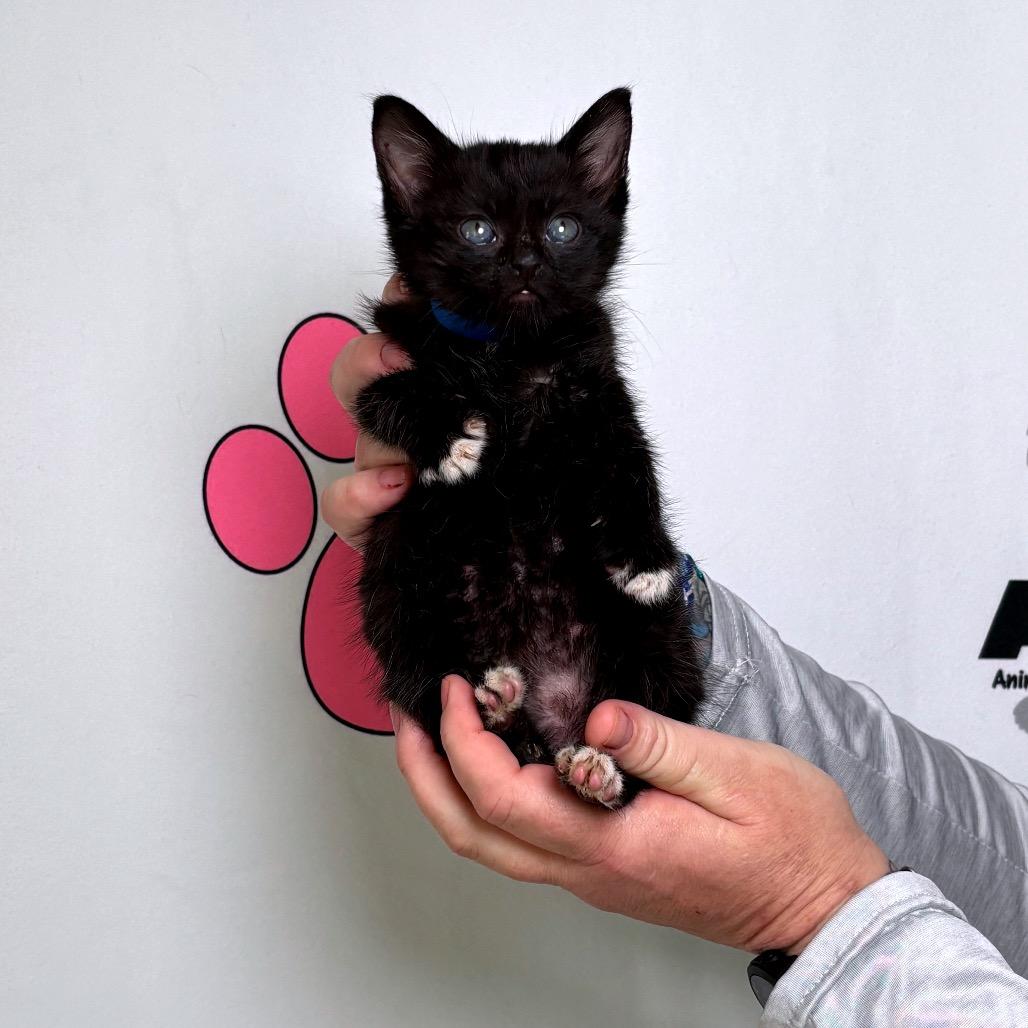 Enlarge Mighty, a Adoptable mixed breed in Milton, FL image 5/6