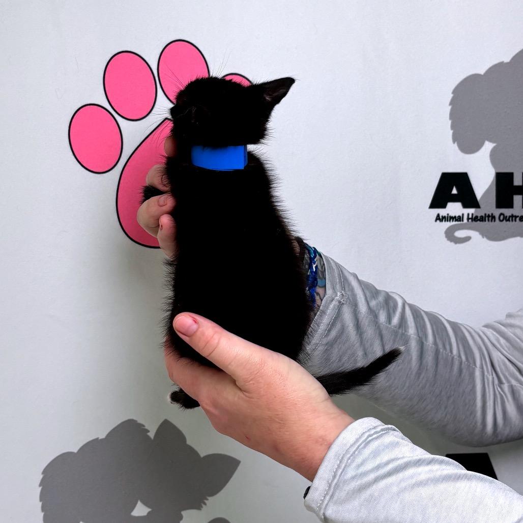 Enlarge Mighty, a Adoptable mixed breed in Milton, FL image 6/6