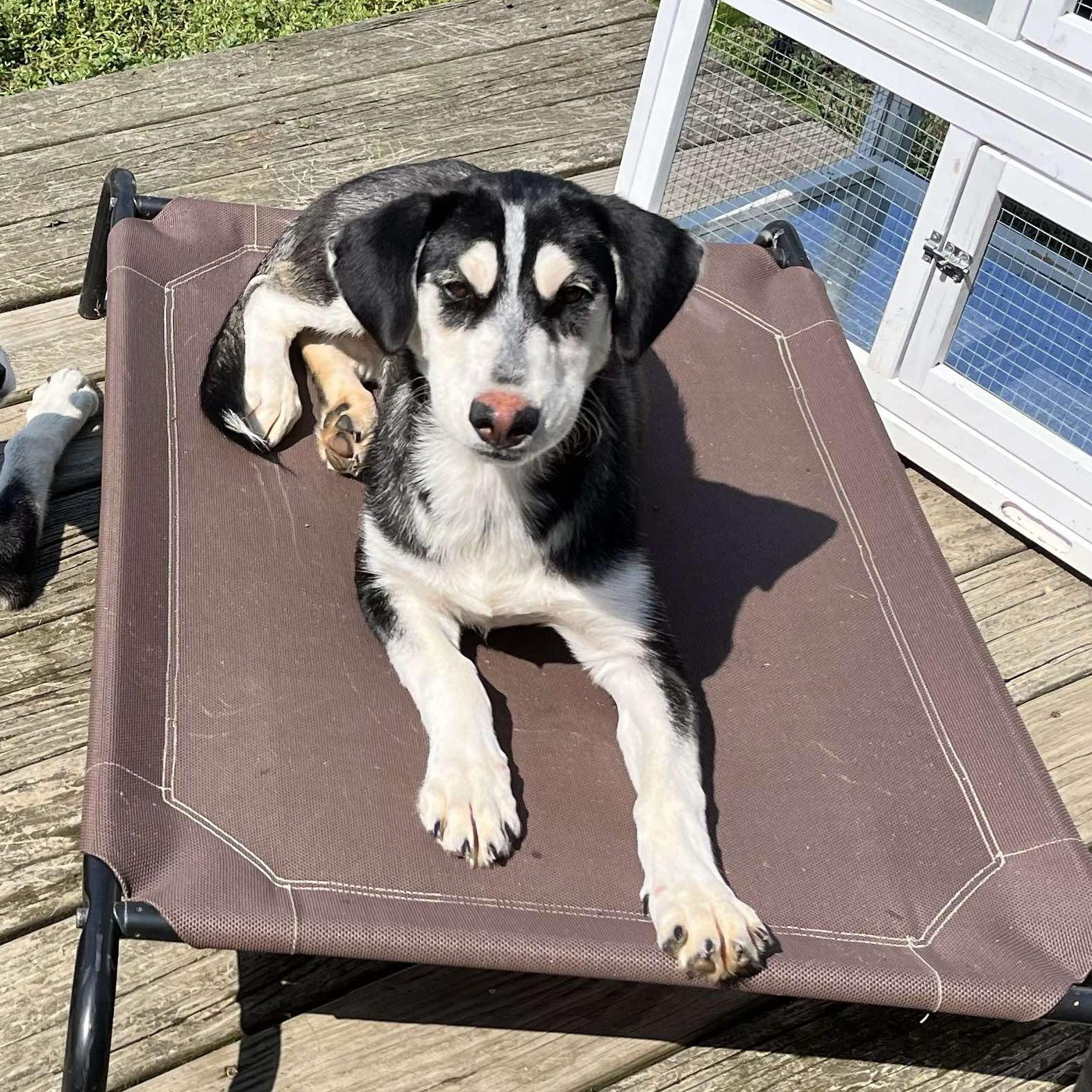 Enlarge Maxie, a Adopted Mixed Breed in Farmingdale, NJ image 1/6