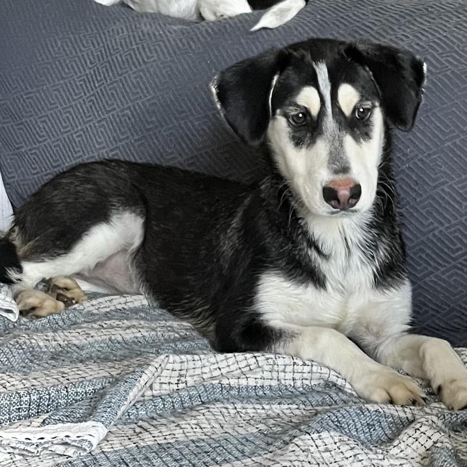 Enlarge Maxie, a Adopted Mixed Breed in Farmingdale, NJ image 2/6