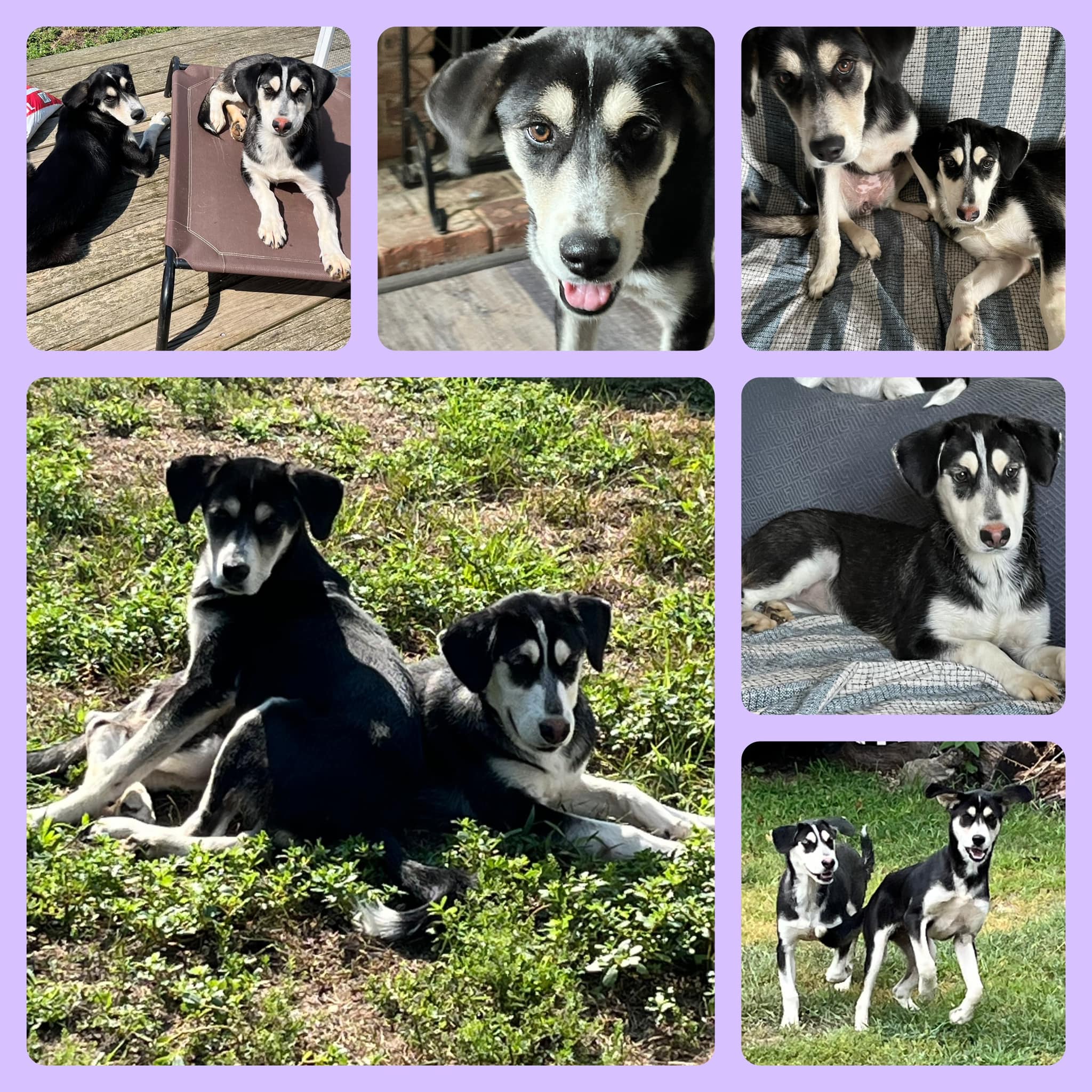 Enlarge Maxie, a Adopted Mixed Breed in Farmingdale, NJ image 6/6