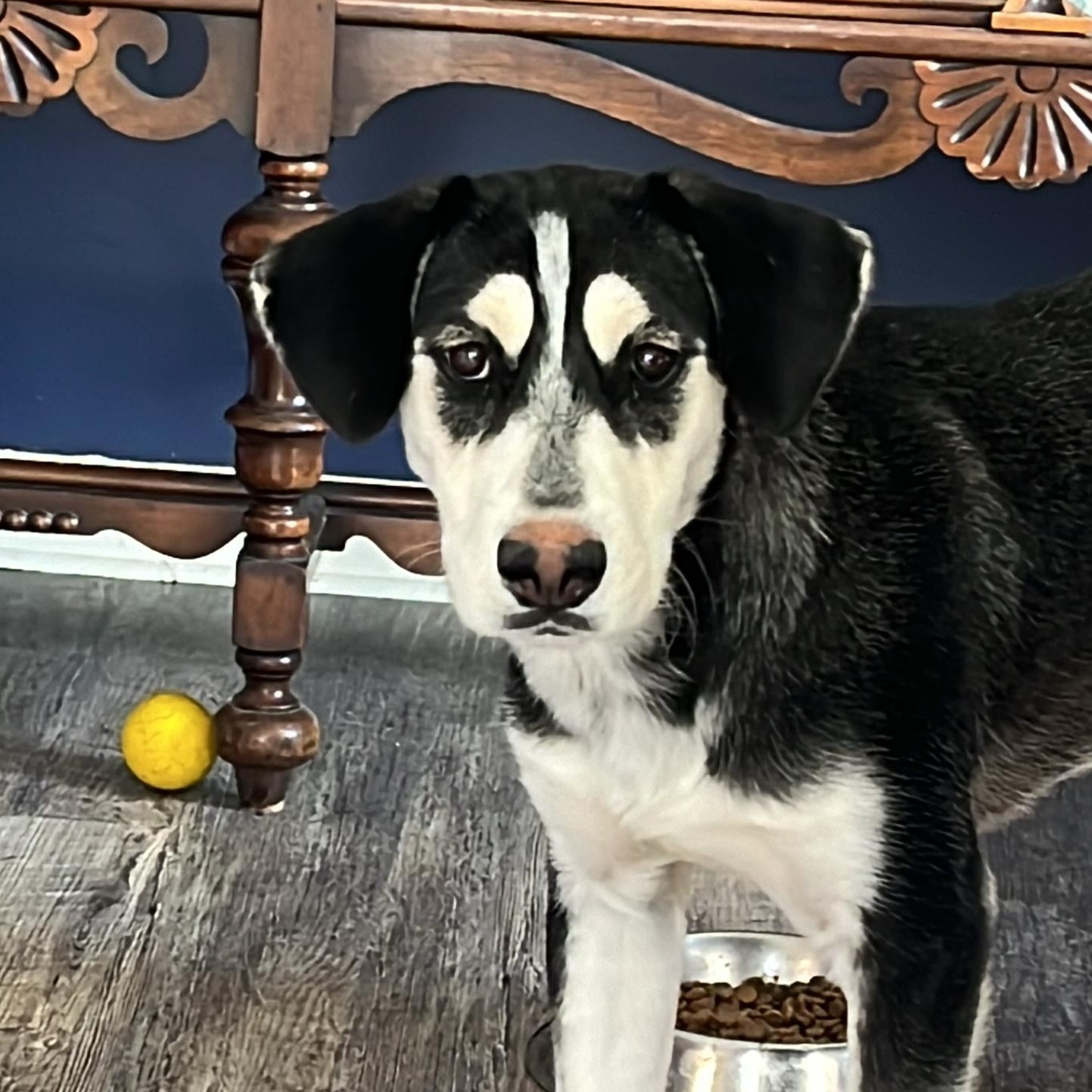 Enlarge Maxie, a Adopted Mixed Breed in Farmingdale, NJ image 5/6