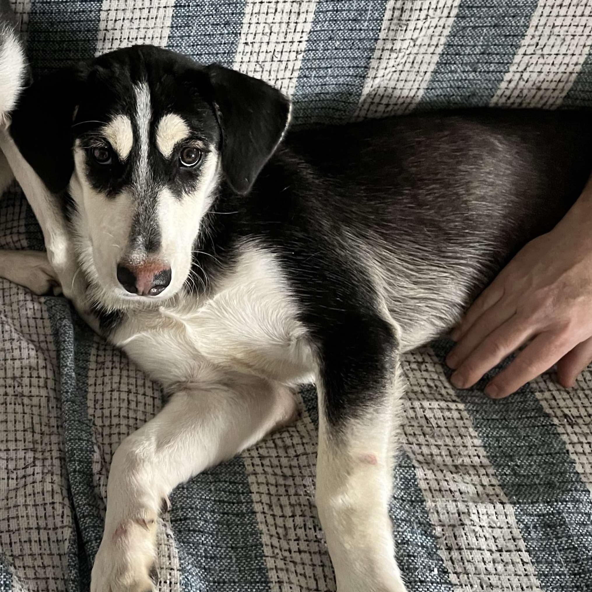 Enlarge Maxie, a Adopted Mixed Breed in Farmingdale, NJ image 4/6