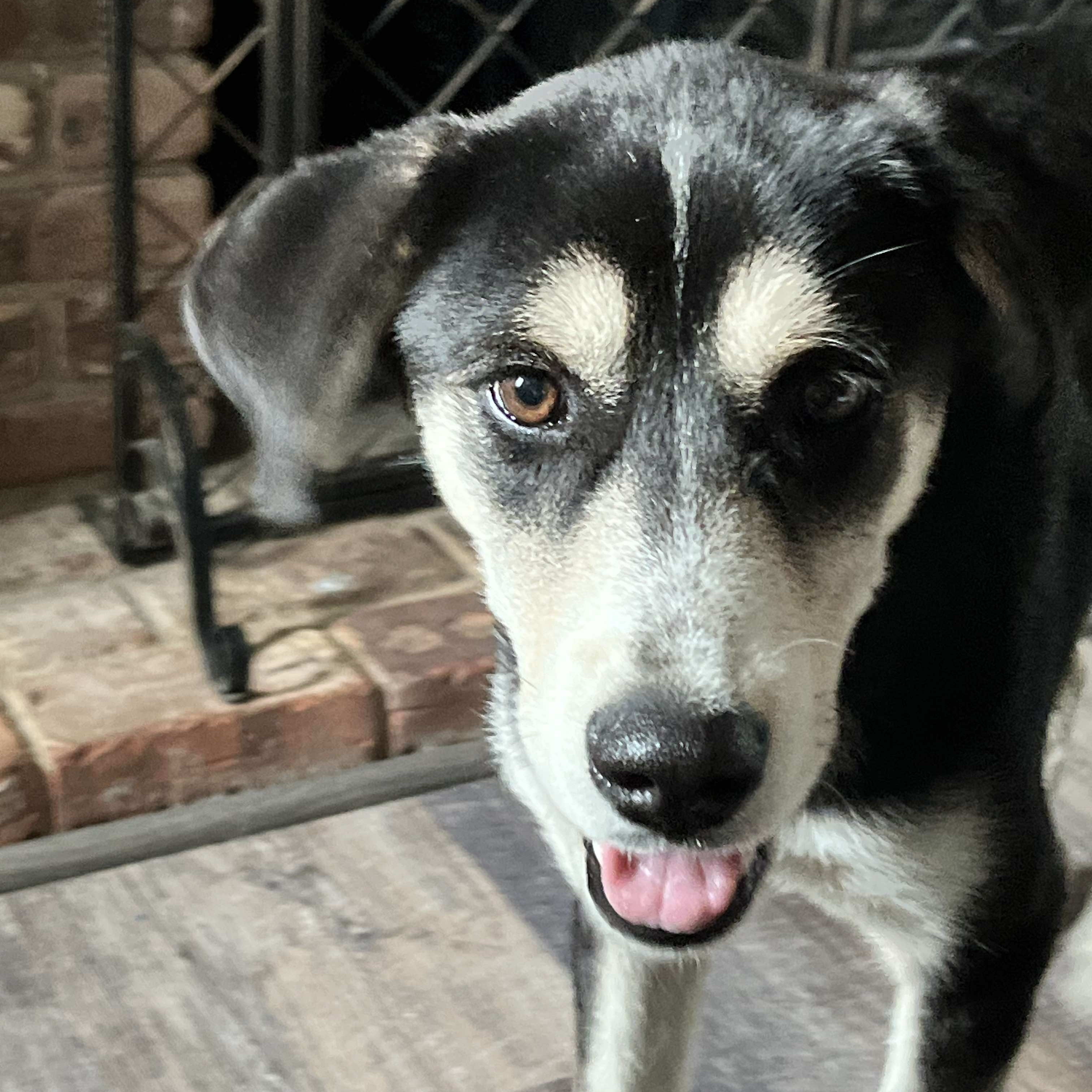 Enlarge Maxie, a Adopted Mixed Breed in Farmingdale, NJ image 3/6