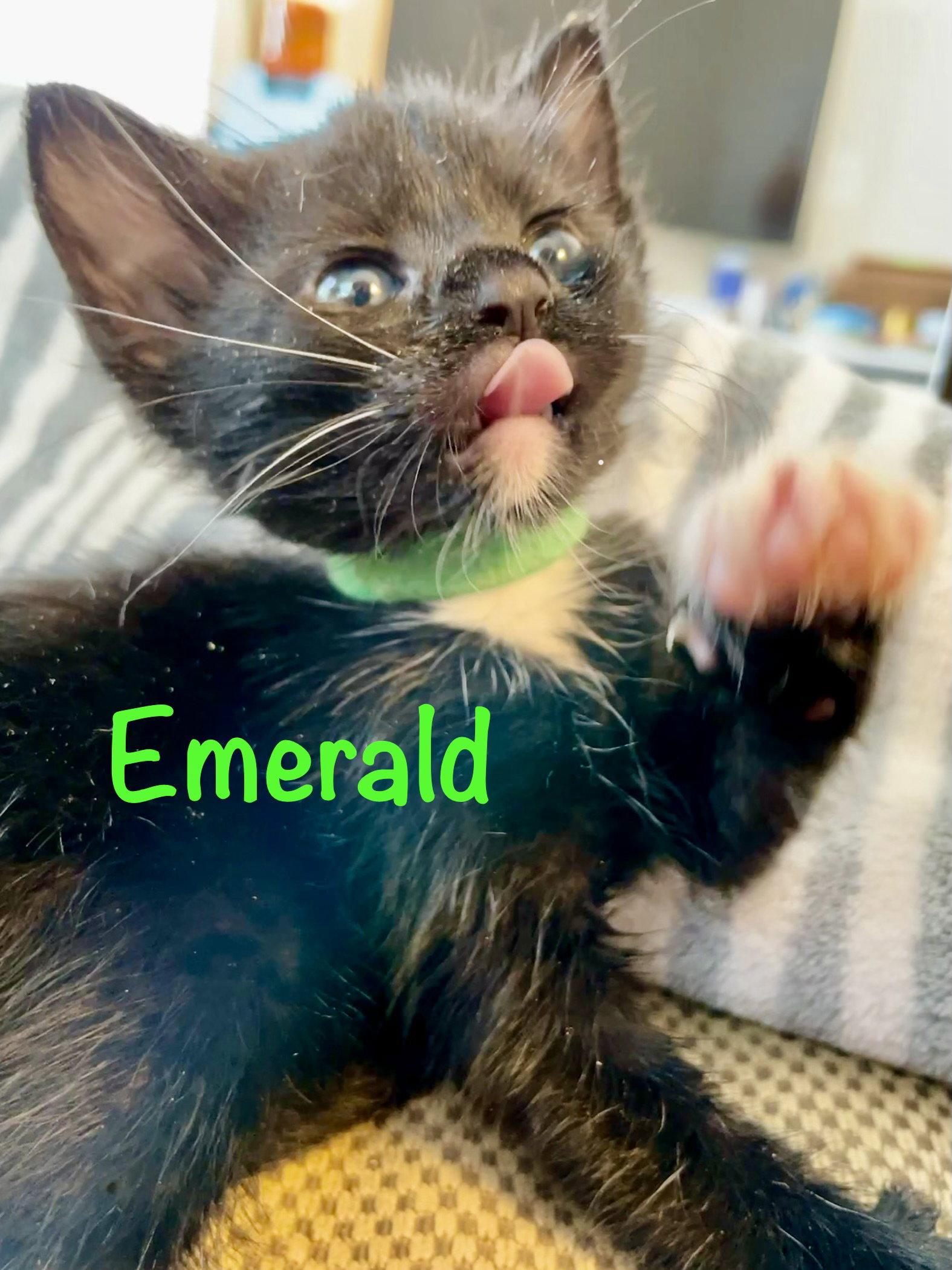 Enlarge Emerald, a Adoptable Domestic Short Hair in Reston, VA image 1/3