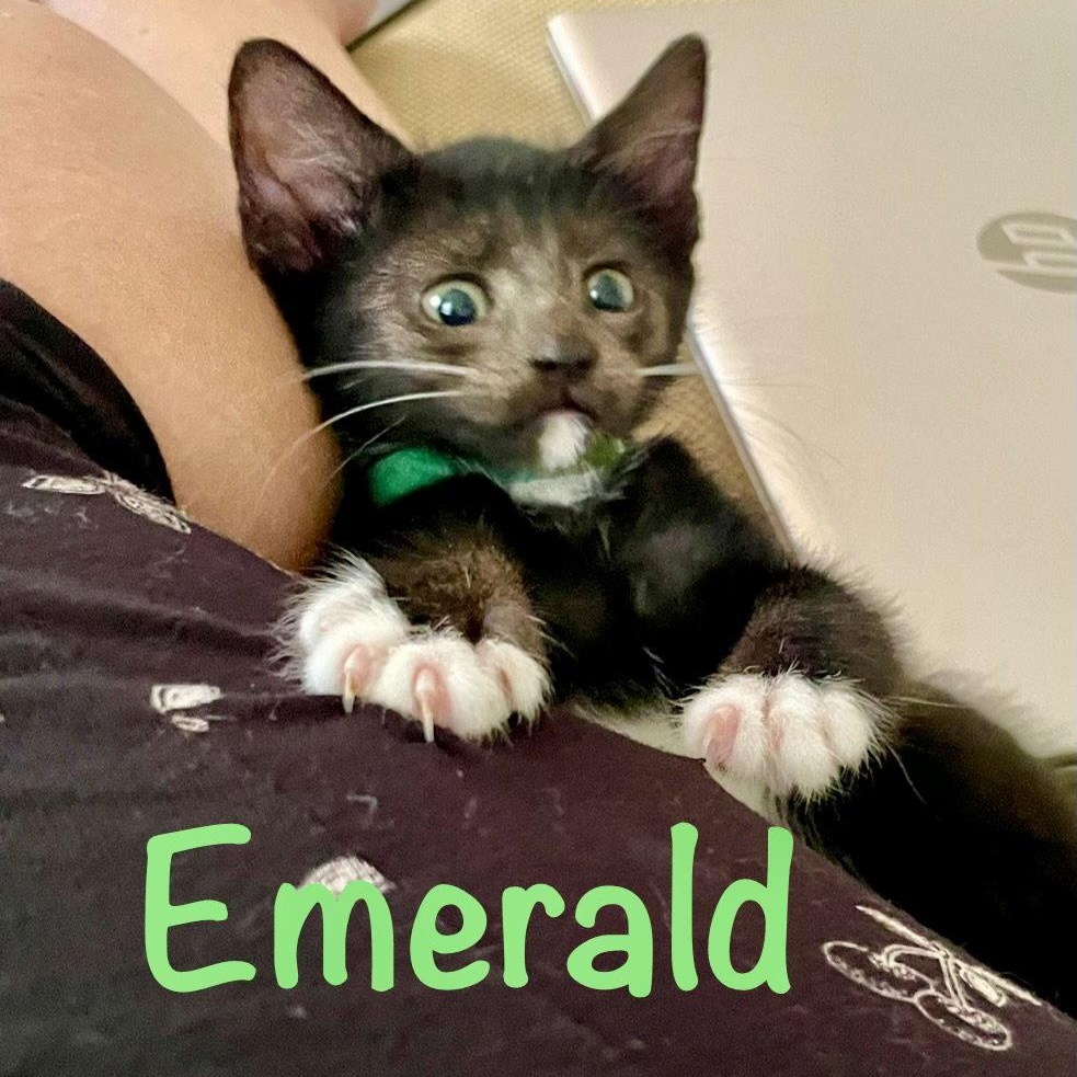 Emerald, Adoptable, Kitten Female Domestic Short Hair.