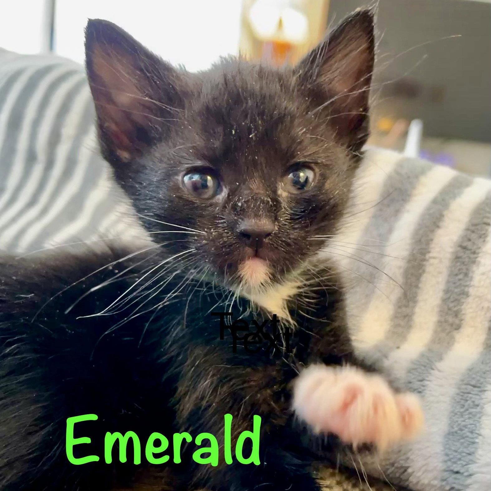 Enlarge Emerald, a Adoptable Domestic Short Hair in Reston, VA image 3/3