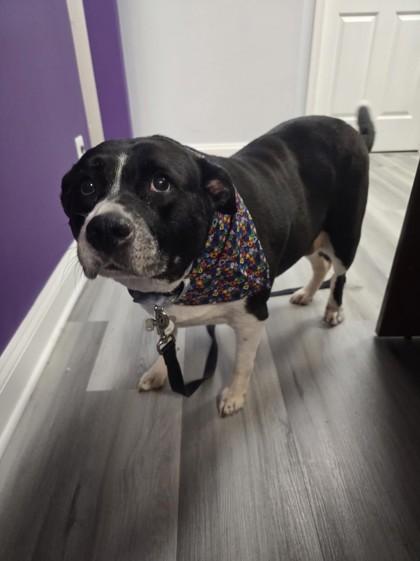 Sadie, Adoptable, Senior Female Border Collie & Mixed Breed.