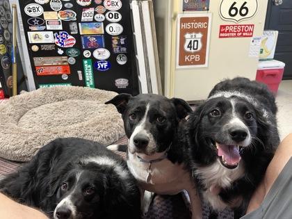 Enlarge Sadie, a Adoptable mixed breed in Fallston, MD image 2/2