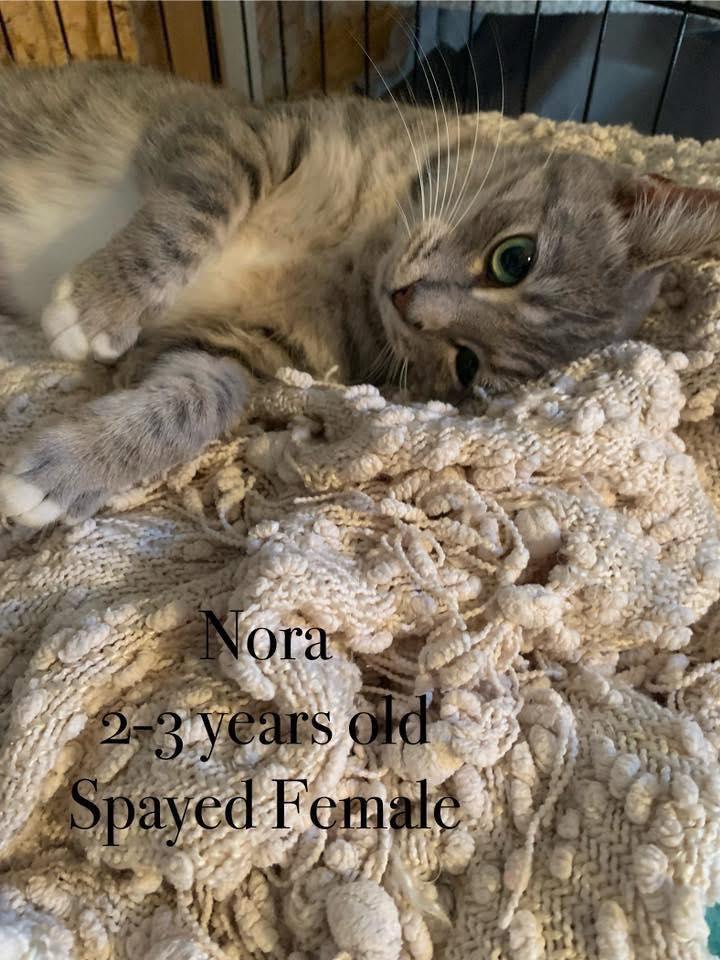 Enlarge Nora, a Adoptable Domestic Short Hair in Moncks Corner, SC image 2/4