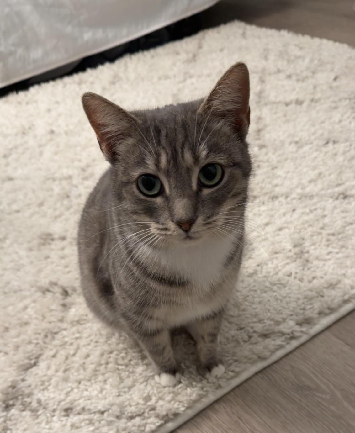 Enlarge Nora, a Adoptable Domestic Short Hair in Moncks Corner, SC image 3/4