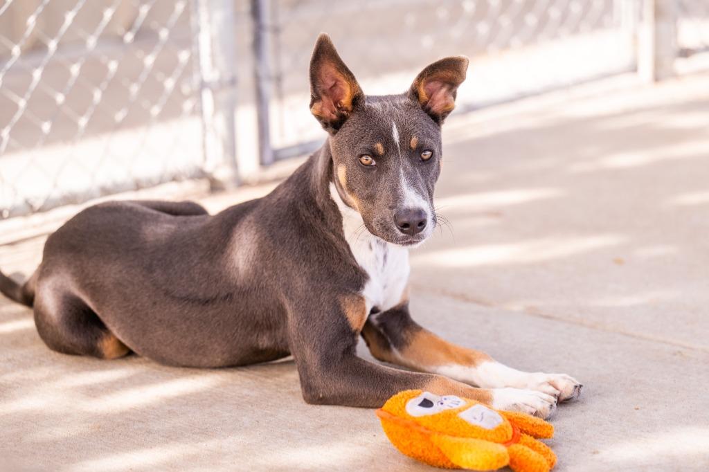 Enlarge Lycan, a Adoptable Pit Bull Terrier in Twentynine Palms, CA image 1/5
