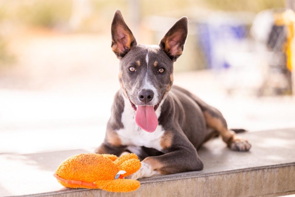 Enlarge Lycan, a Adoptable Pit Bull Terrier in Twentynine Palms, CA image 2/5