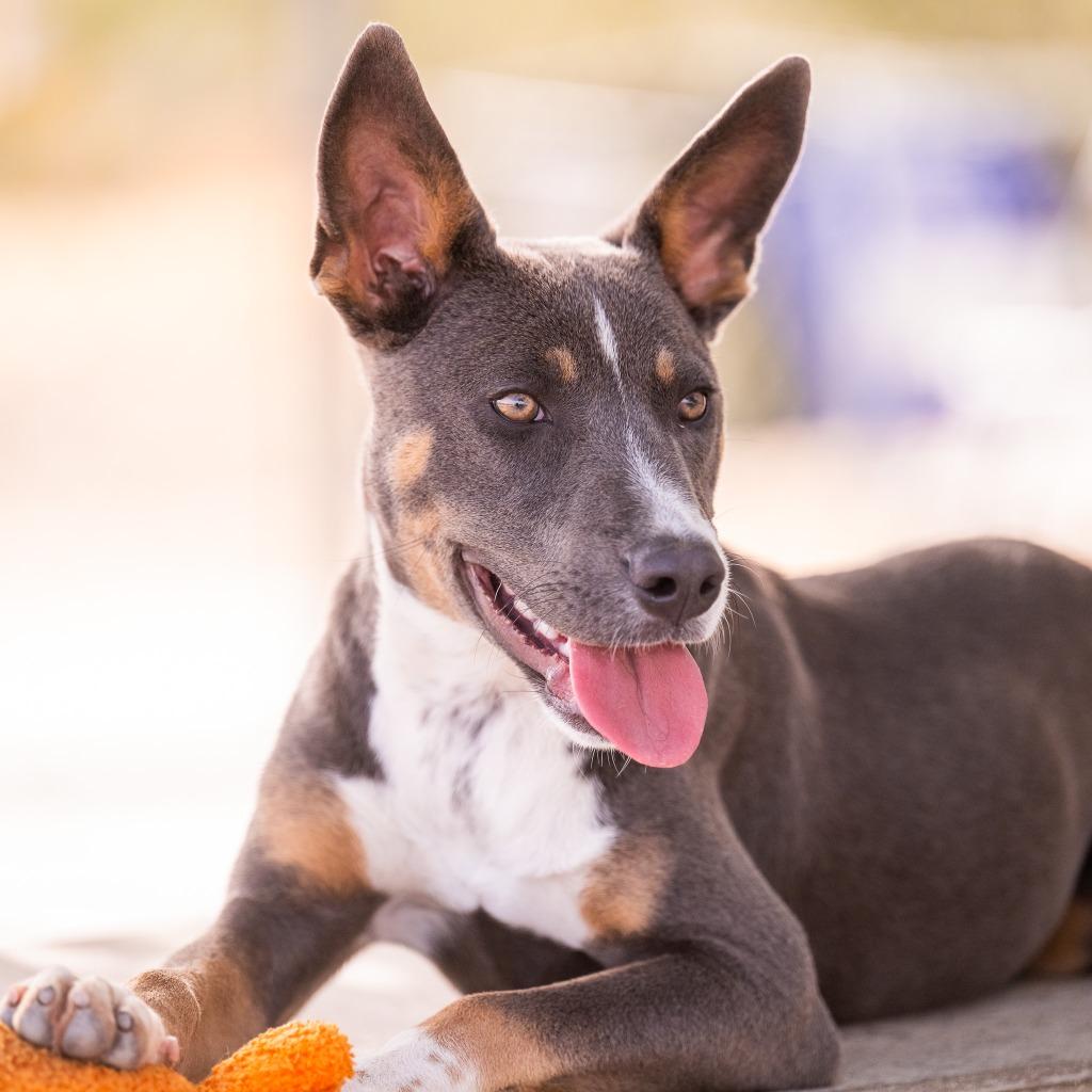 Enlarge Lycan, a Adoptable Pit Bull Terrier in Twentynine Palms, CA image 4/5