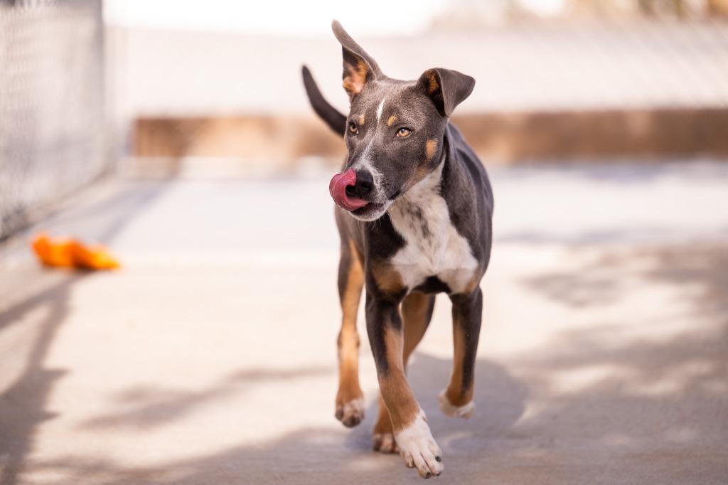 Enlarge Lycan, a Adoptable Pit Bull Terrier in Twentynine Palms, CA image 5/5