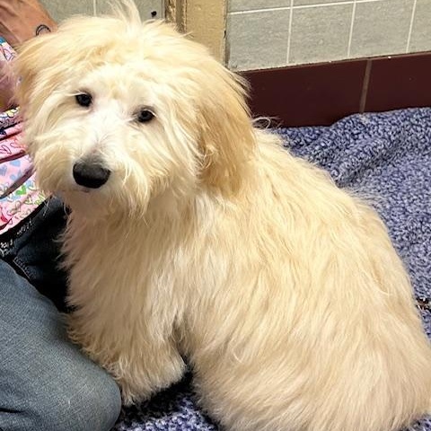 Fluff Fluff, a ADOPTABLE Maltipoo in Bartonsville, PA image 4/4