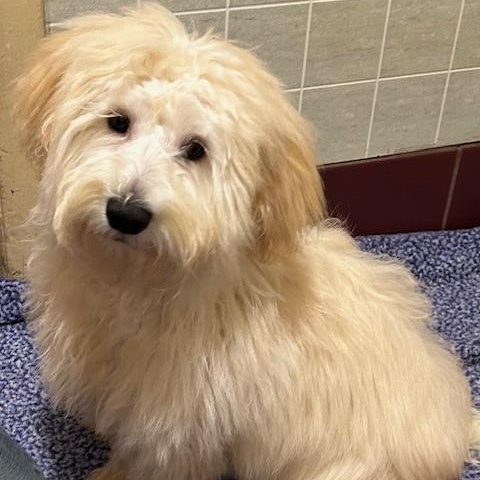 Fluff Fluff, ADOPTABLE, Puppy Male Maltipoo.